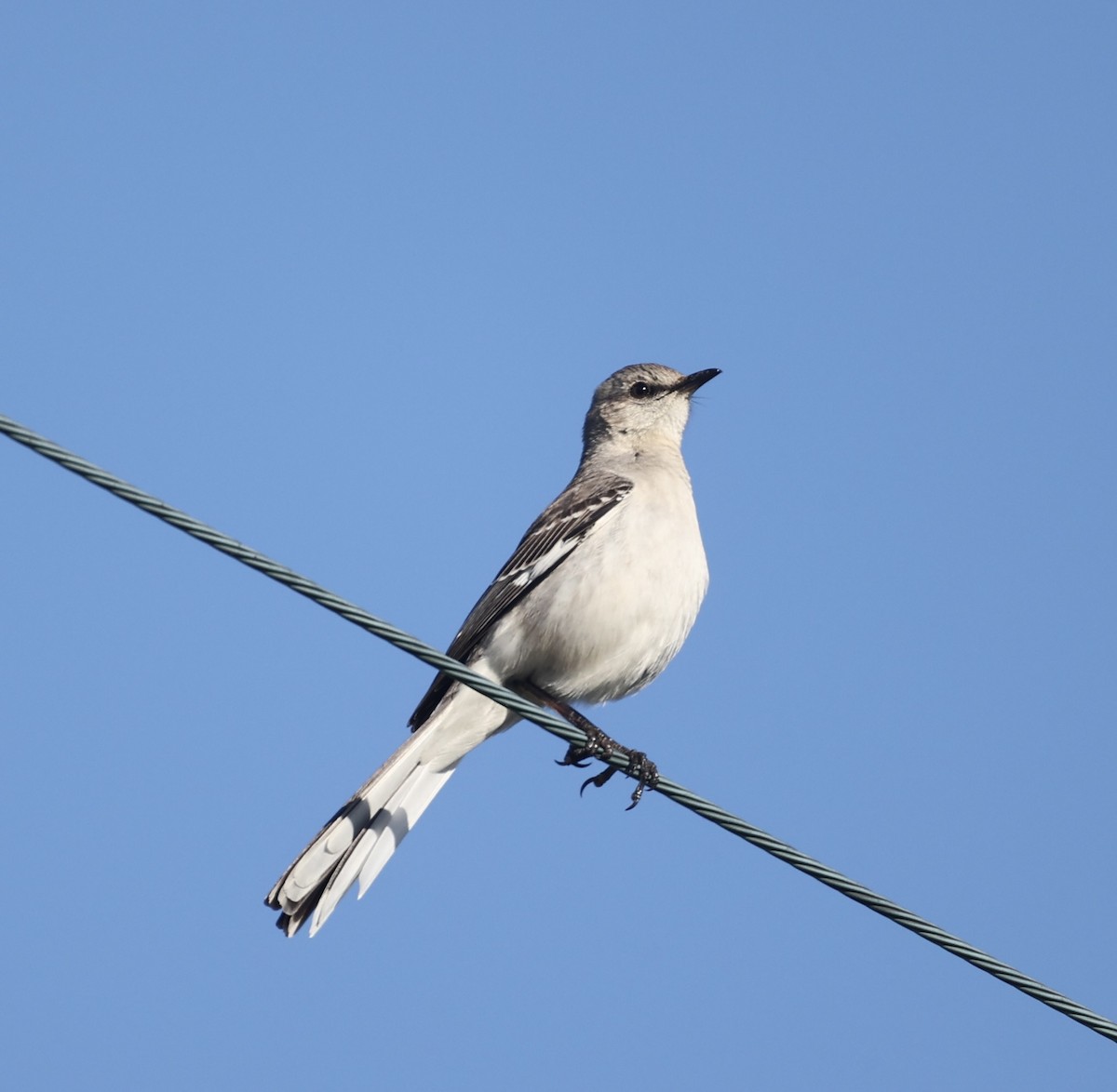 Northern Mockingbird - ML620276313