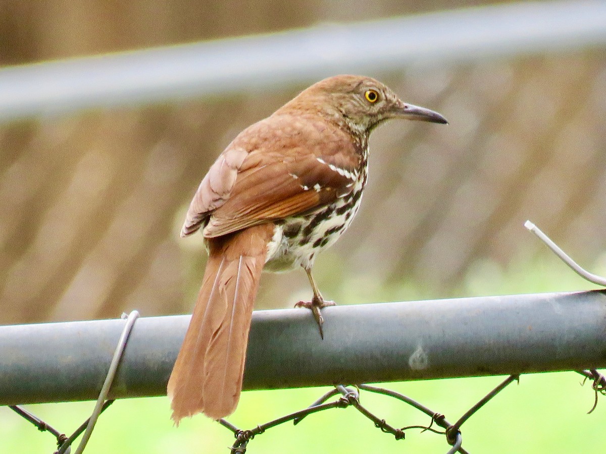 Brown Thrasher - ML620276314