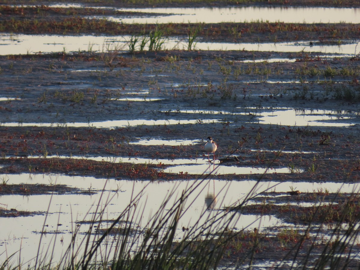 Black-necked Stilt - ML620276315