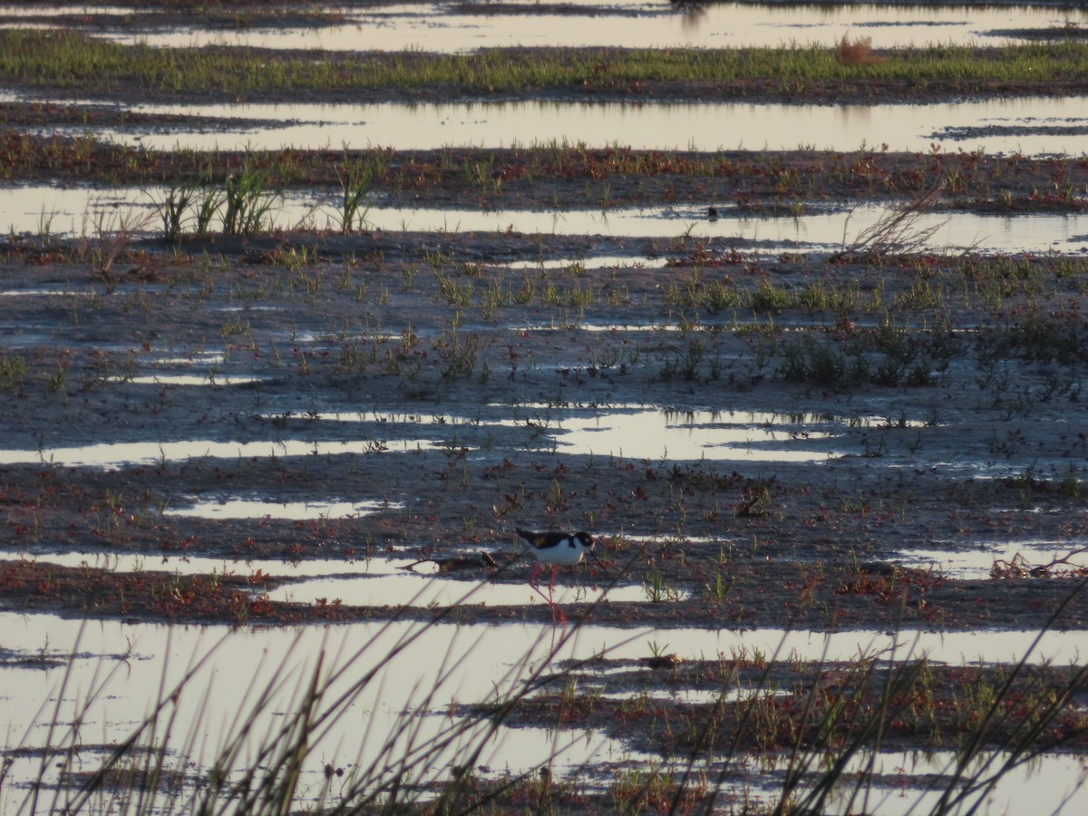 Black-necked Stilt - ML620276316