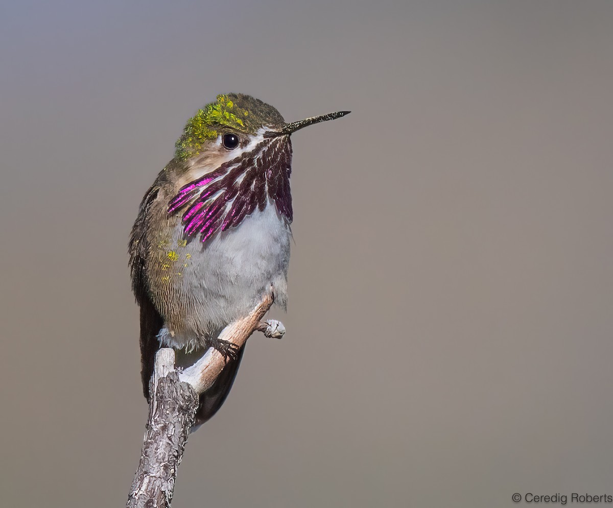 Calliope Hummingbird - ML620276318