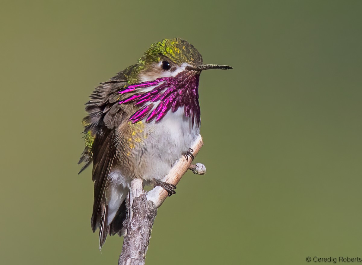 Calliope Hummingbird - ML620276320