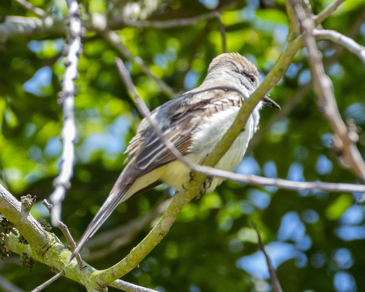 Ash-throated Flycatcher - ML620276322