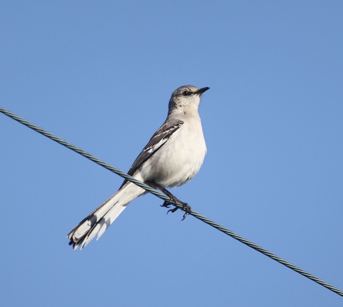 Northern Mockingbird - ML620276326