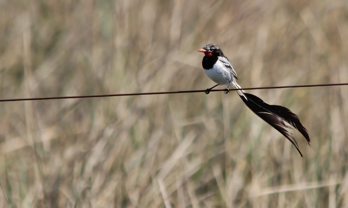 Strange-tailed Tyrant - ML620276328