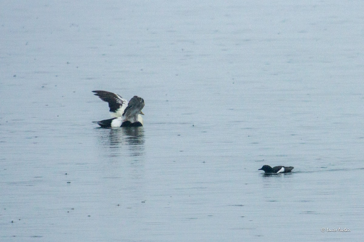 Black Guillemot - ML620276333