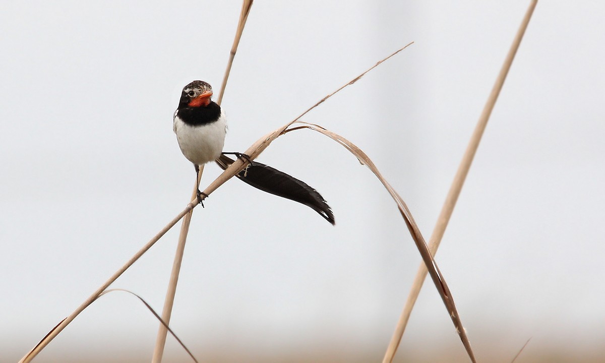 Strange-tailed Tyrant - ML620276336