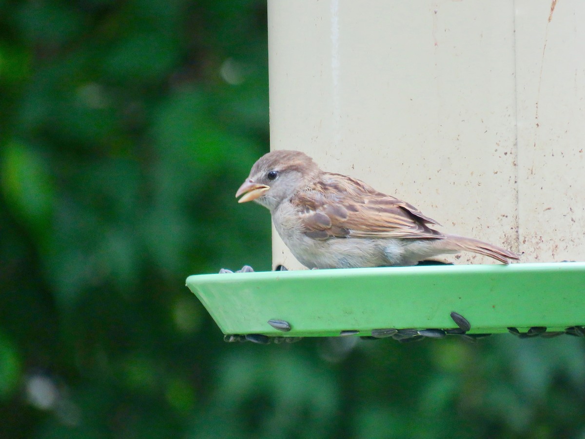 House Sparrow - ML620276339