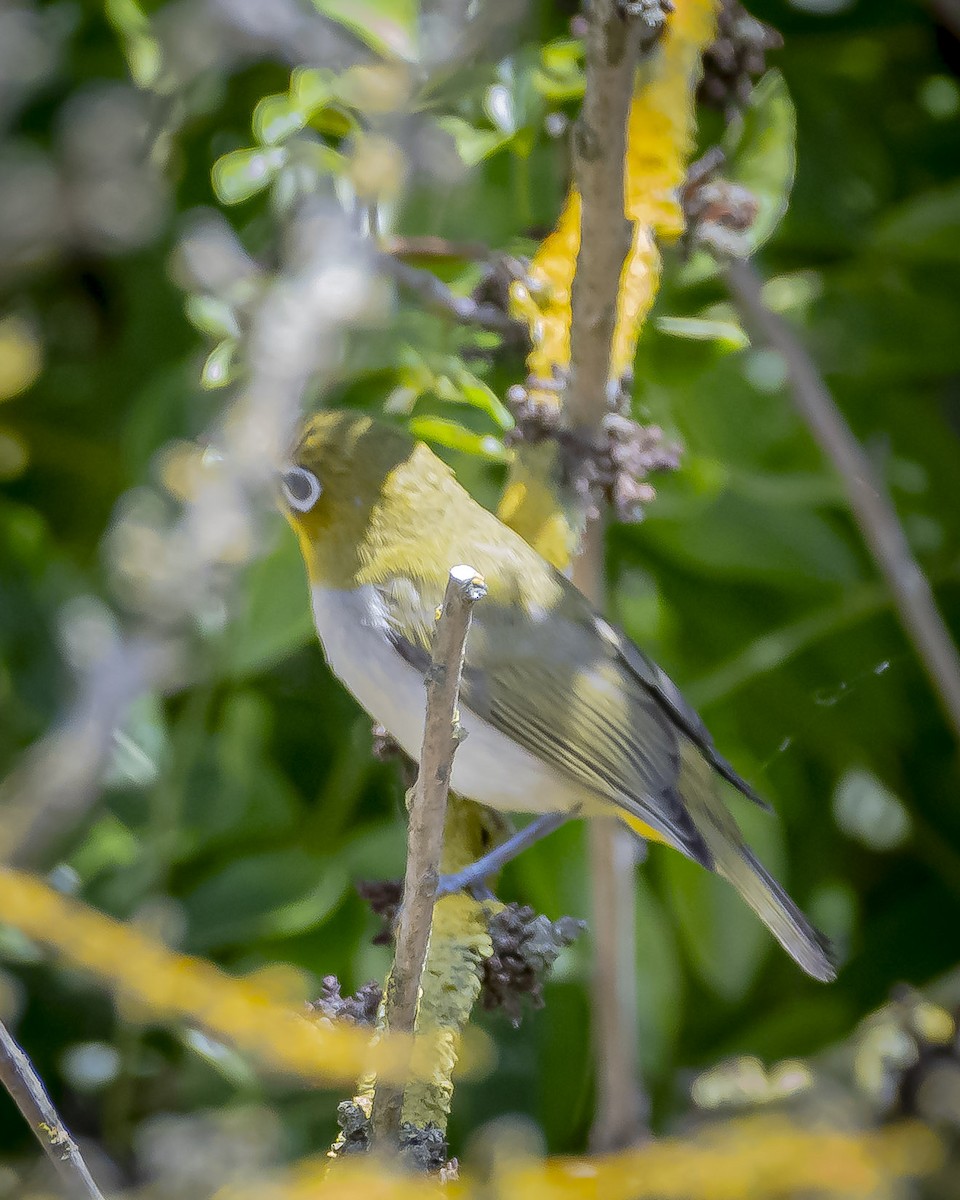 Swinhoe's White-eye - ML620276340