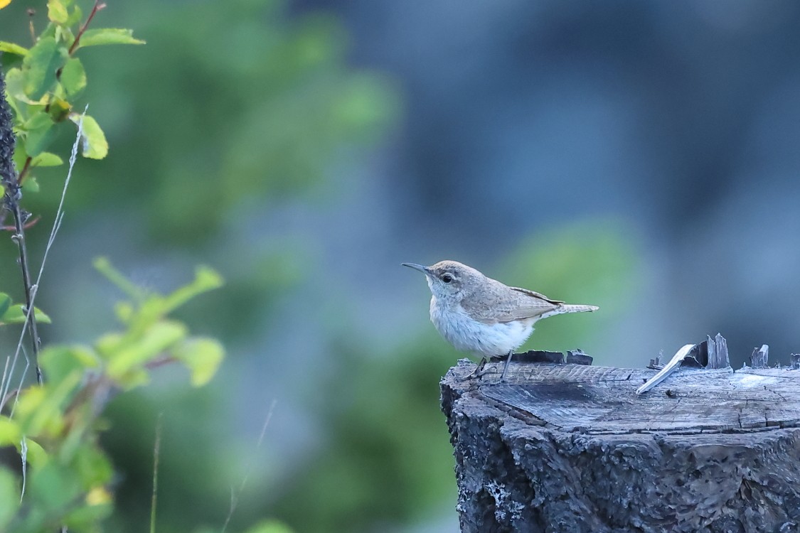 Rock Wren - ML620276342