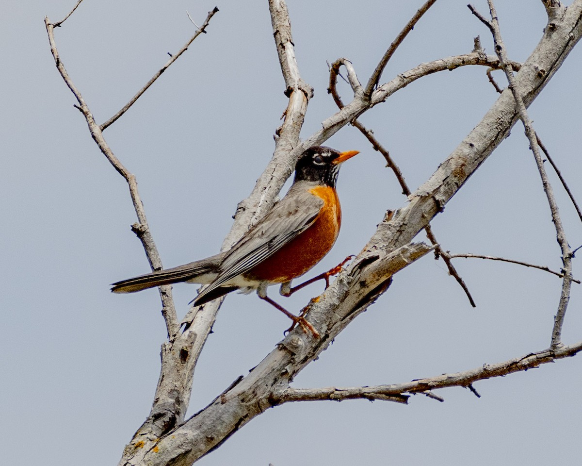 American Robin - ML620276357