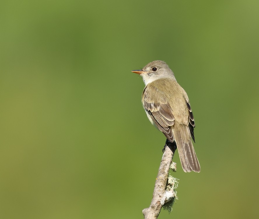 Willow Flycatcher - ML620276363