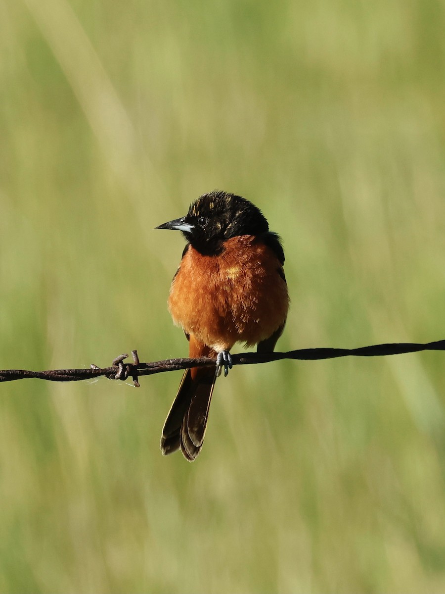 Orchard Oriole - ML620276366