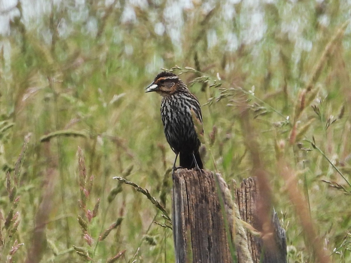 Red-winged Blackbird - ML620276375