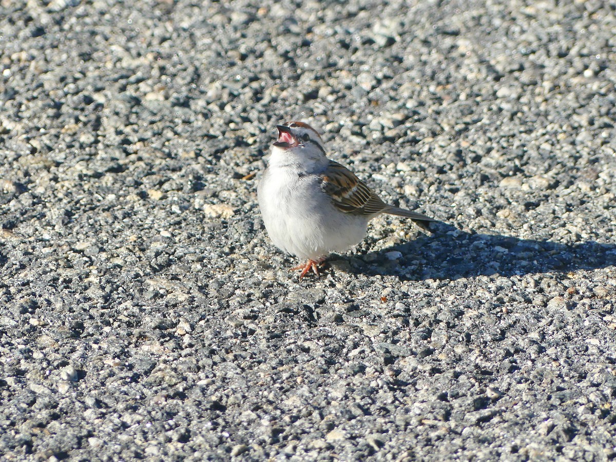 Chipping Sparrow - ML620276379