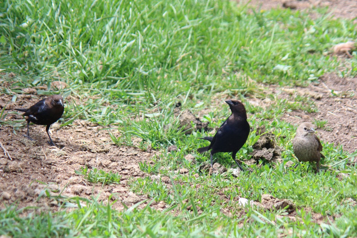 Brown-headed Cowbird - ML620276384