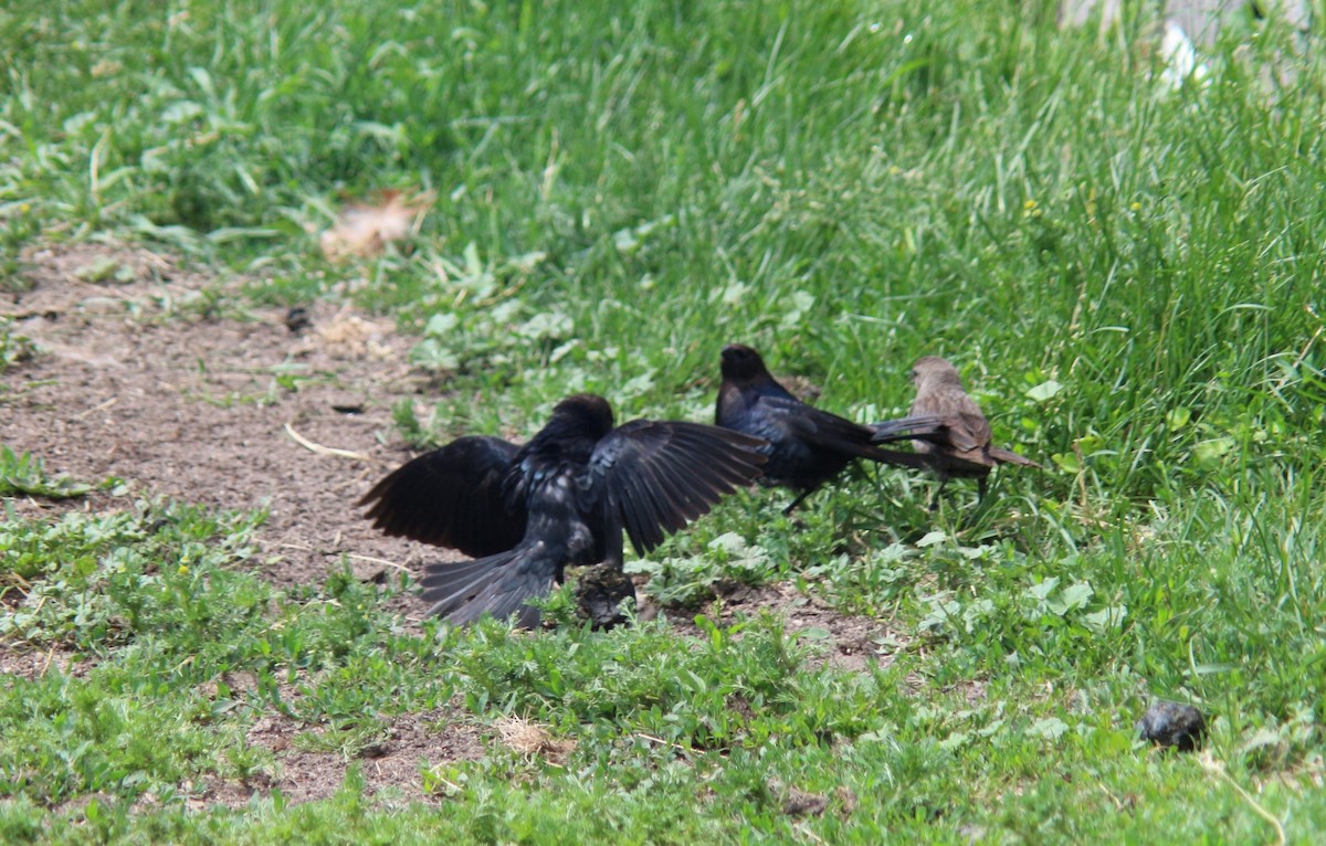 Brown-headed Cowbird - ML620276387