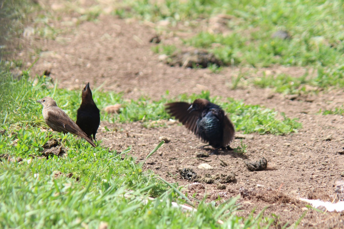 Brown-headed Cowbird - ML620276388