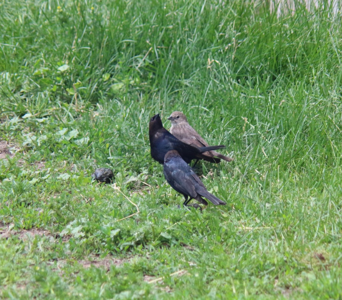 Brown-headed Cowbird - ML620276389