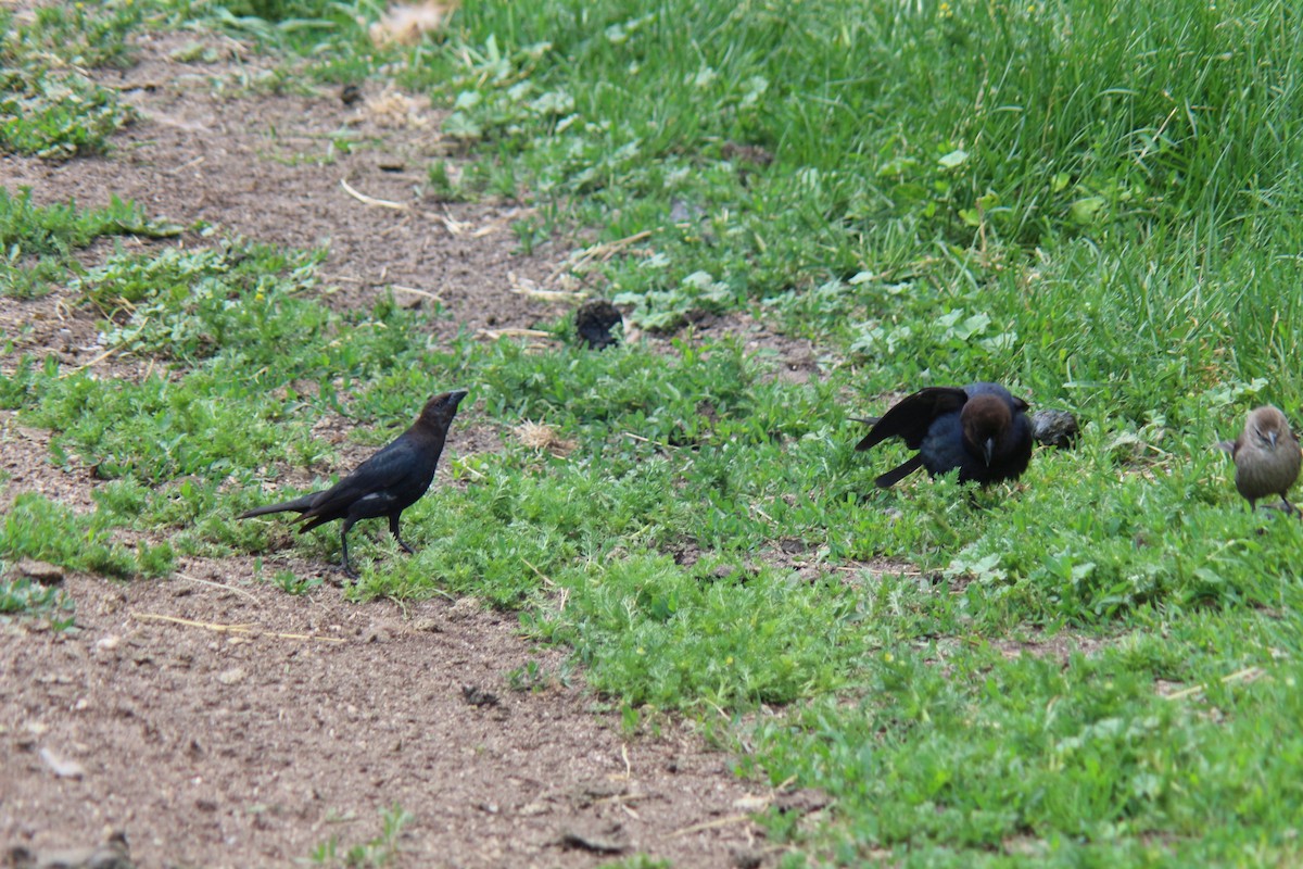 Brown-headed Cowbird - ML620276392