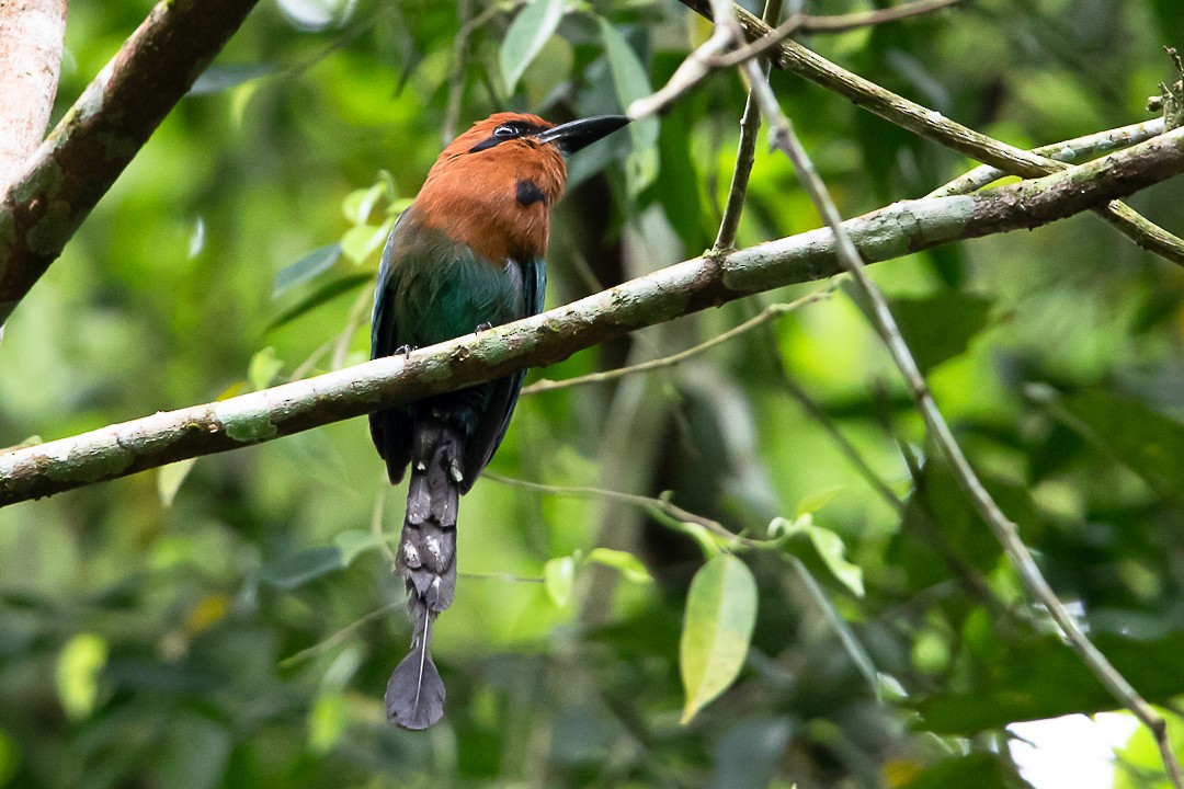 Broad-billed Motmot - ML620276397