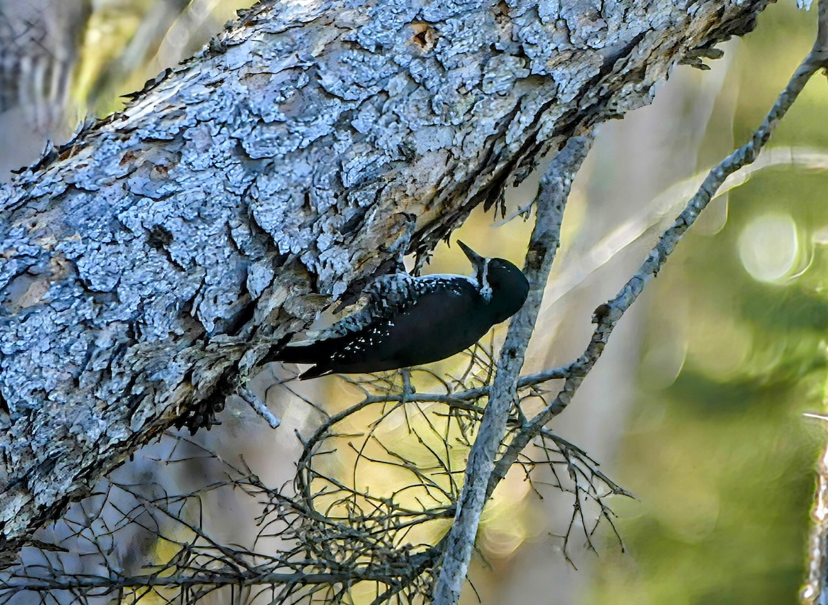 Black-backed Woodpecker - ML620276401