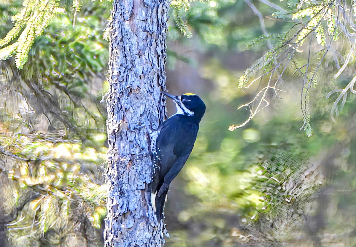 Black-backed Woodpecker - ML620276402