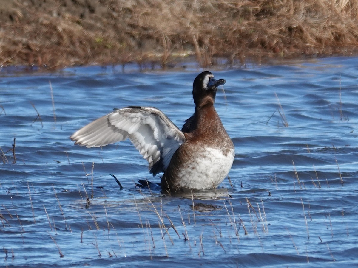 Greater Scaup - ML620276408