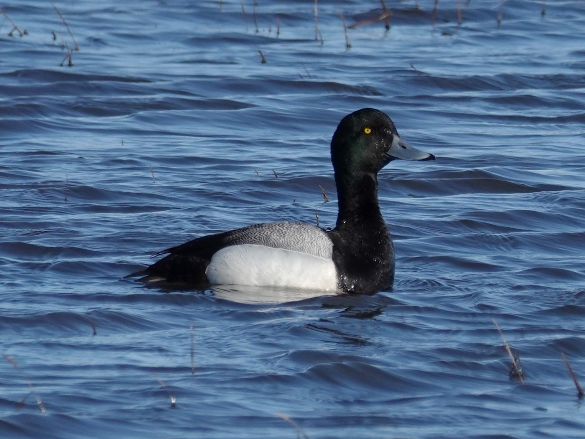 Greater Scaup - ML620276409