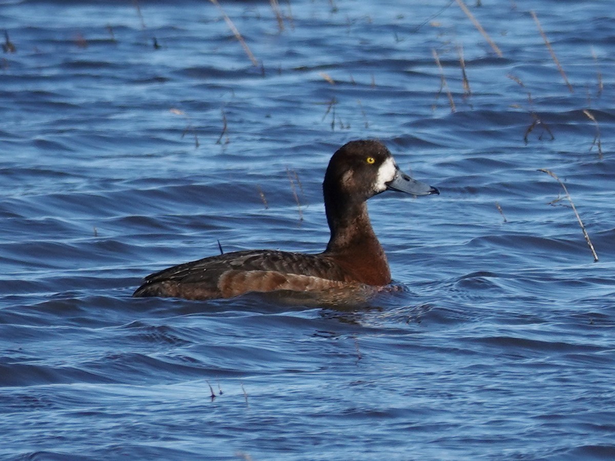 Greater Scaup - ML620276410