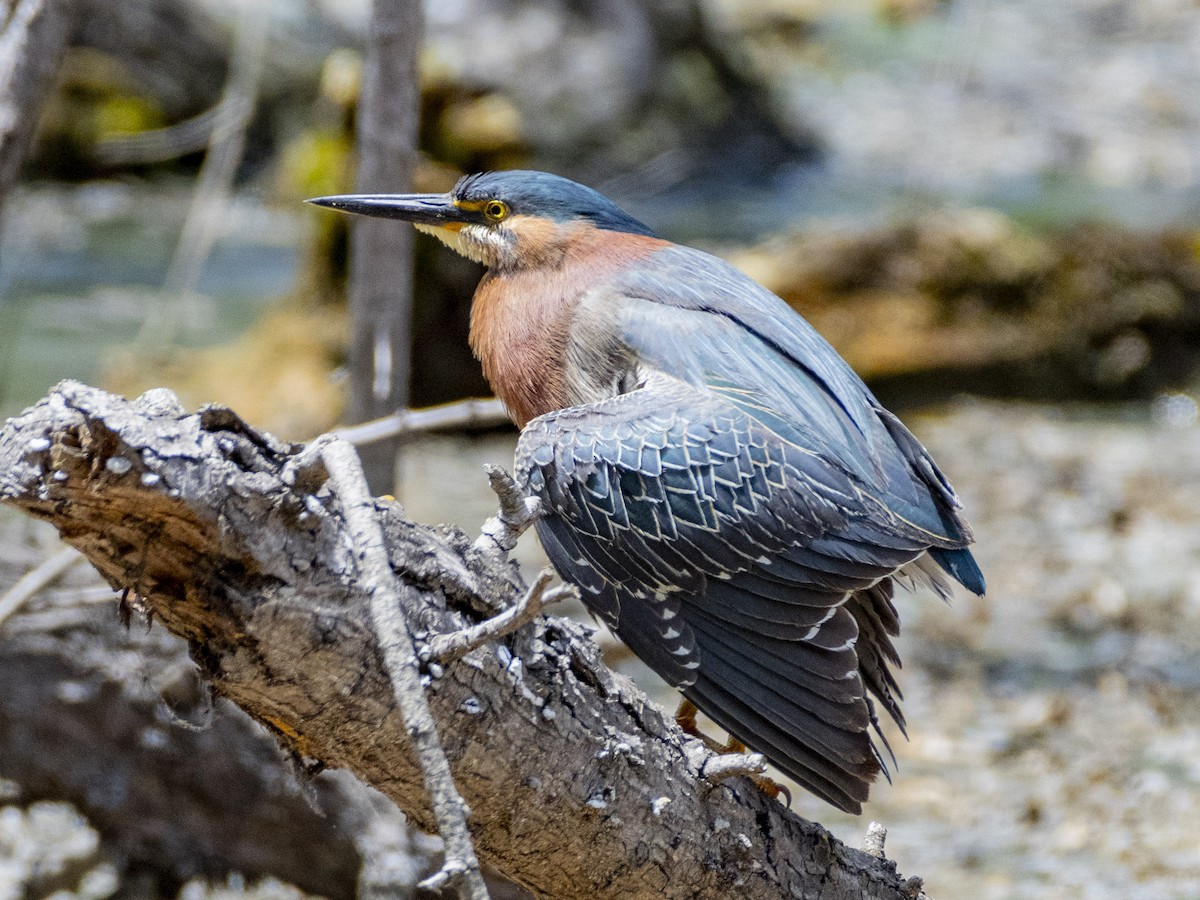 Green Heron - James Kendall