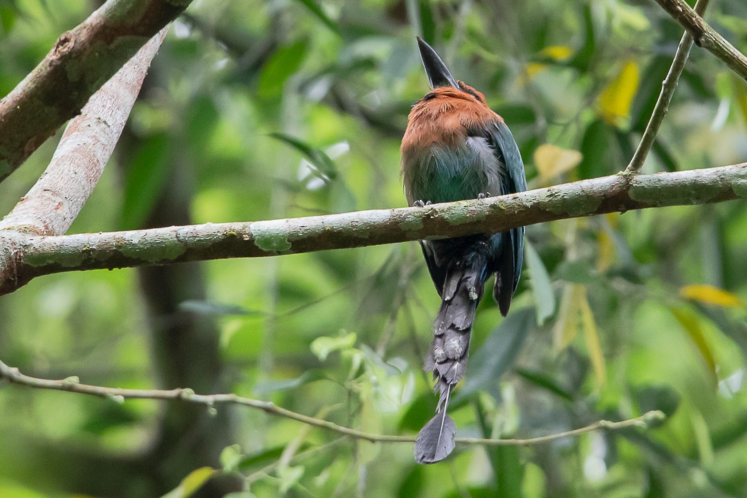 Broad-billed Motmot - ML620276415