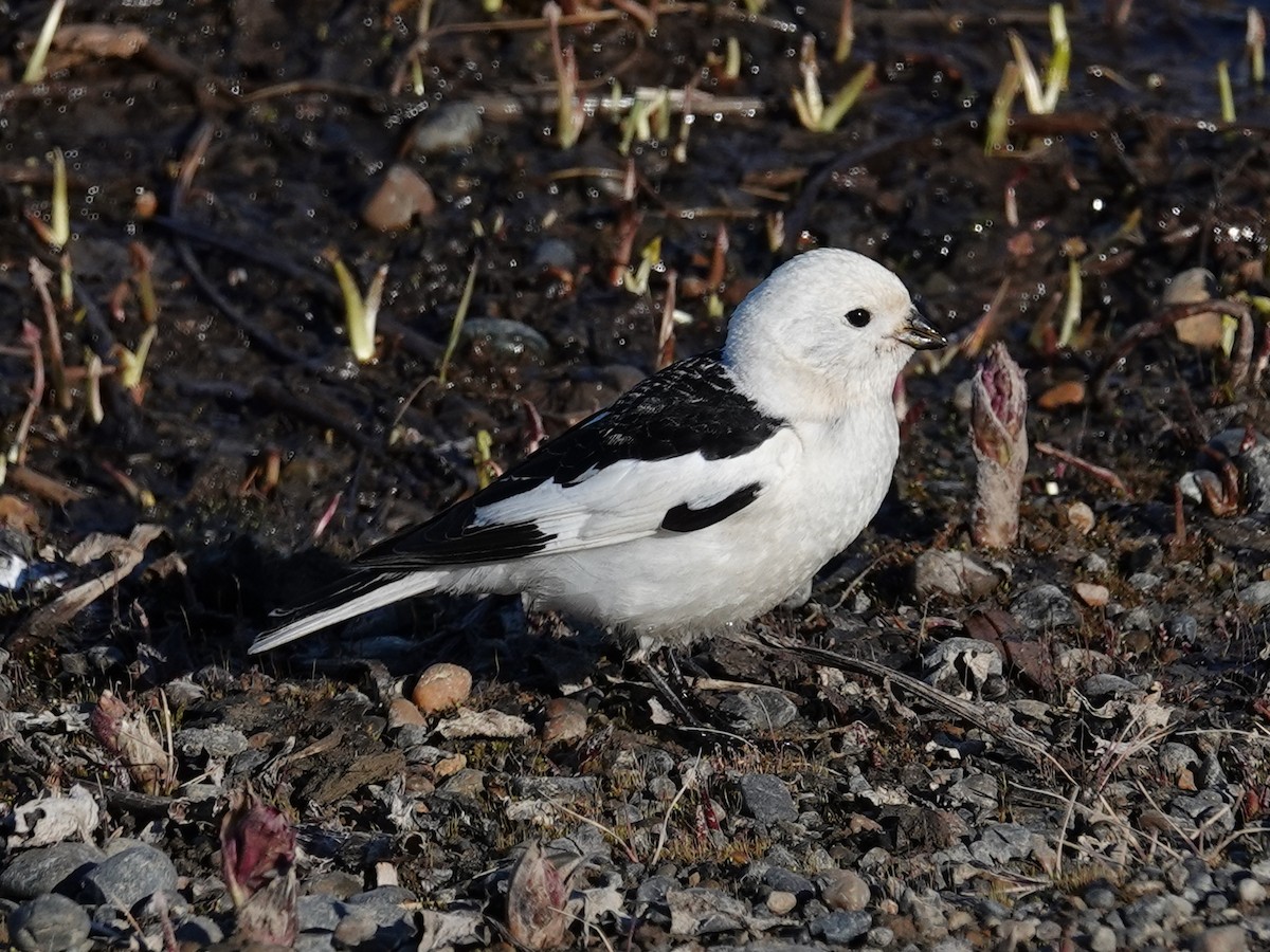 Snow Bunting - ML620276428