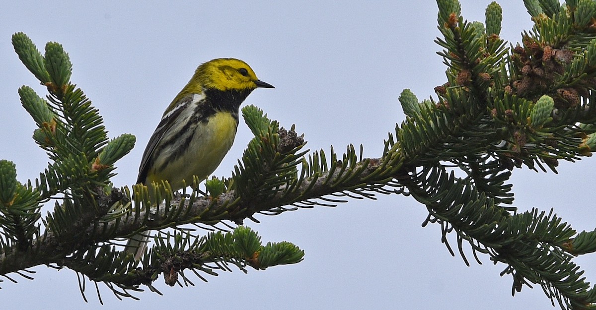 Black-throated Green Warbler - ML620276434