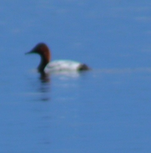 Canvasback - ML620276435