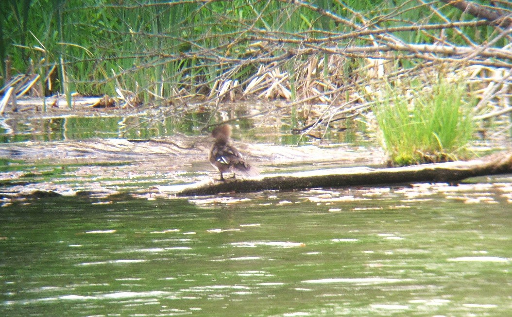 Hooded Merganser - ML620276436