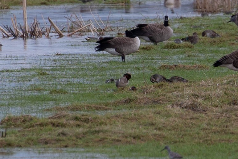 Green-winged Teal - ML620276437