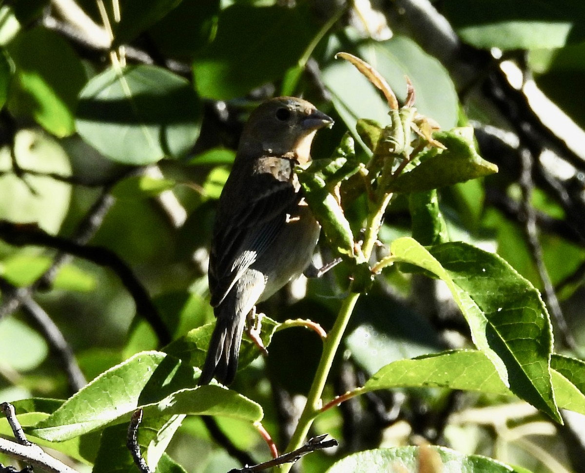 Willow Flycatcher - ML620276438