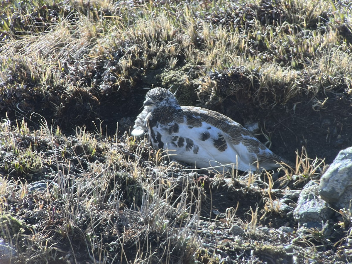 White-tailed Ptarmigan - ML620276443