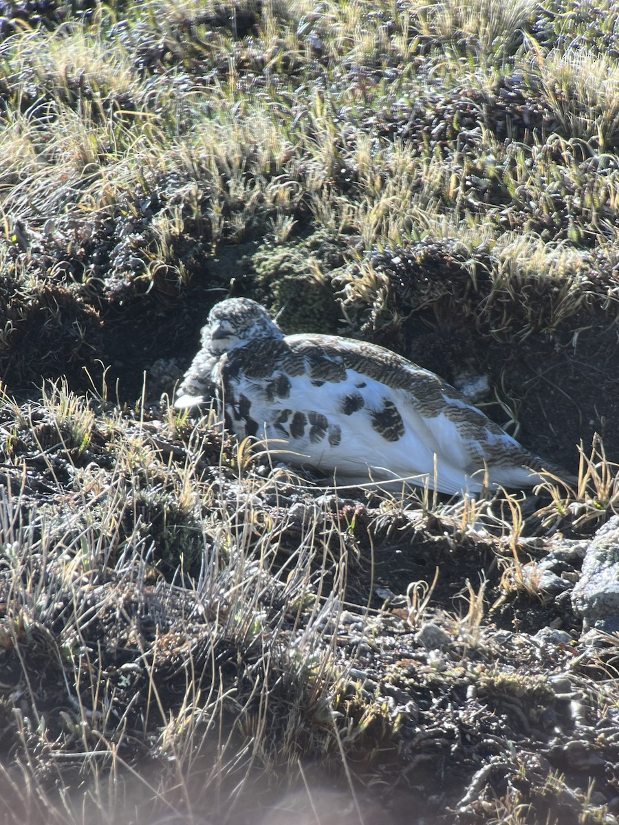 Weißschwanz-Schneehuhn - ML620276445