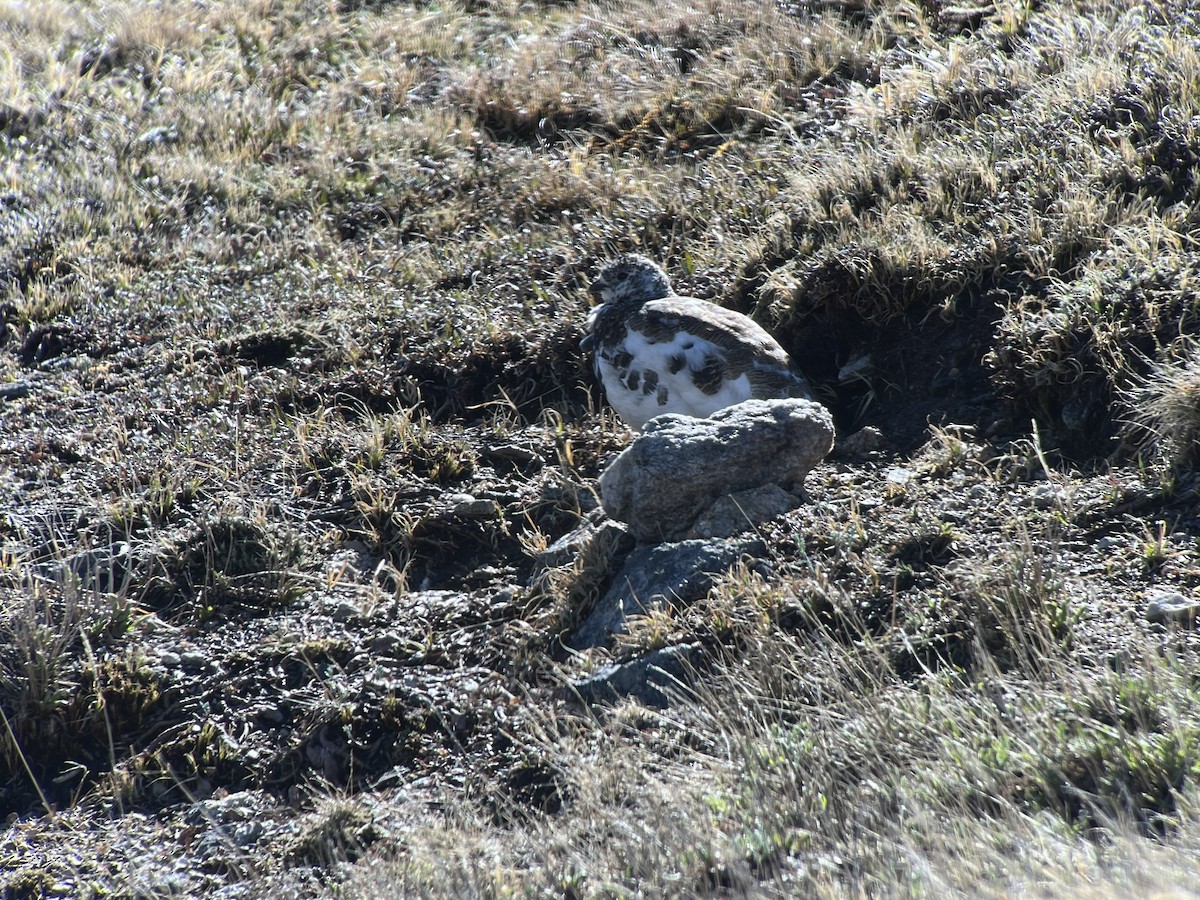 Weißschwanz-Schneehuhn - ML620276446