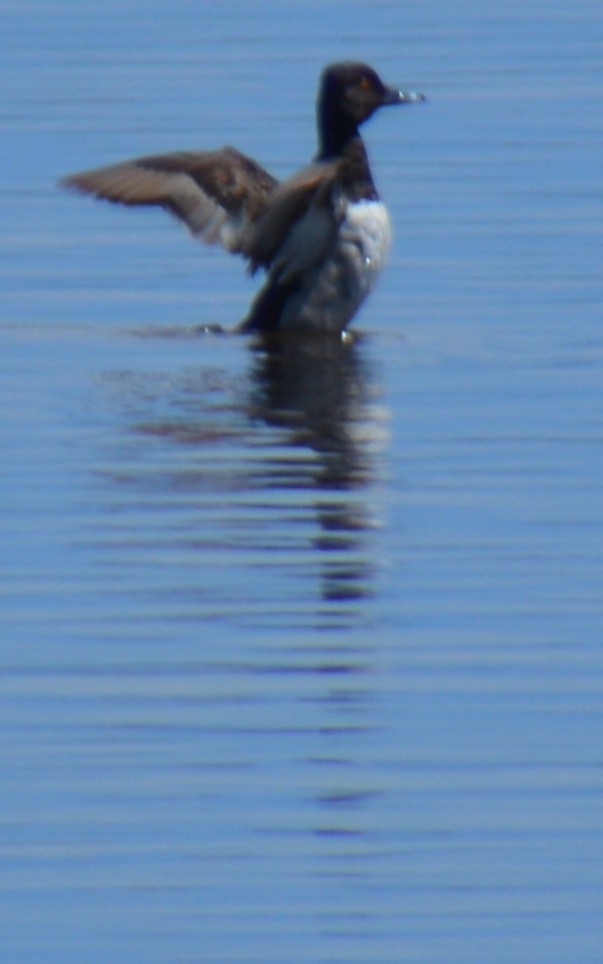 Ring-necked Duck - ML620276447