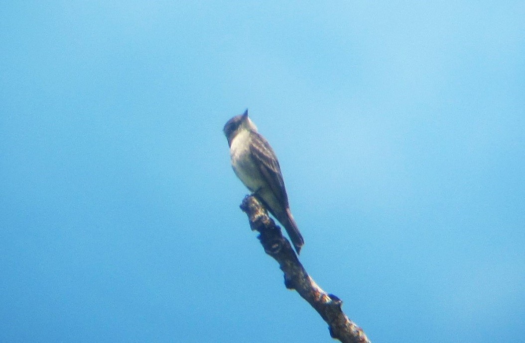 Western Wood-Pewee - ML620276449