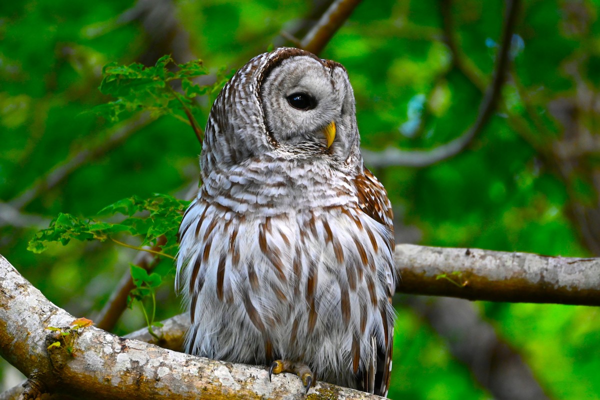 Barred Owl - ML620276451