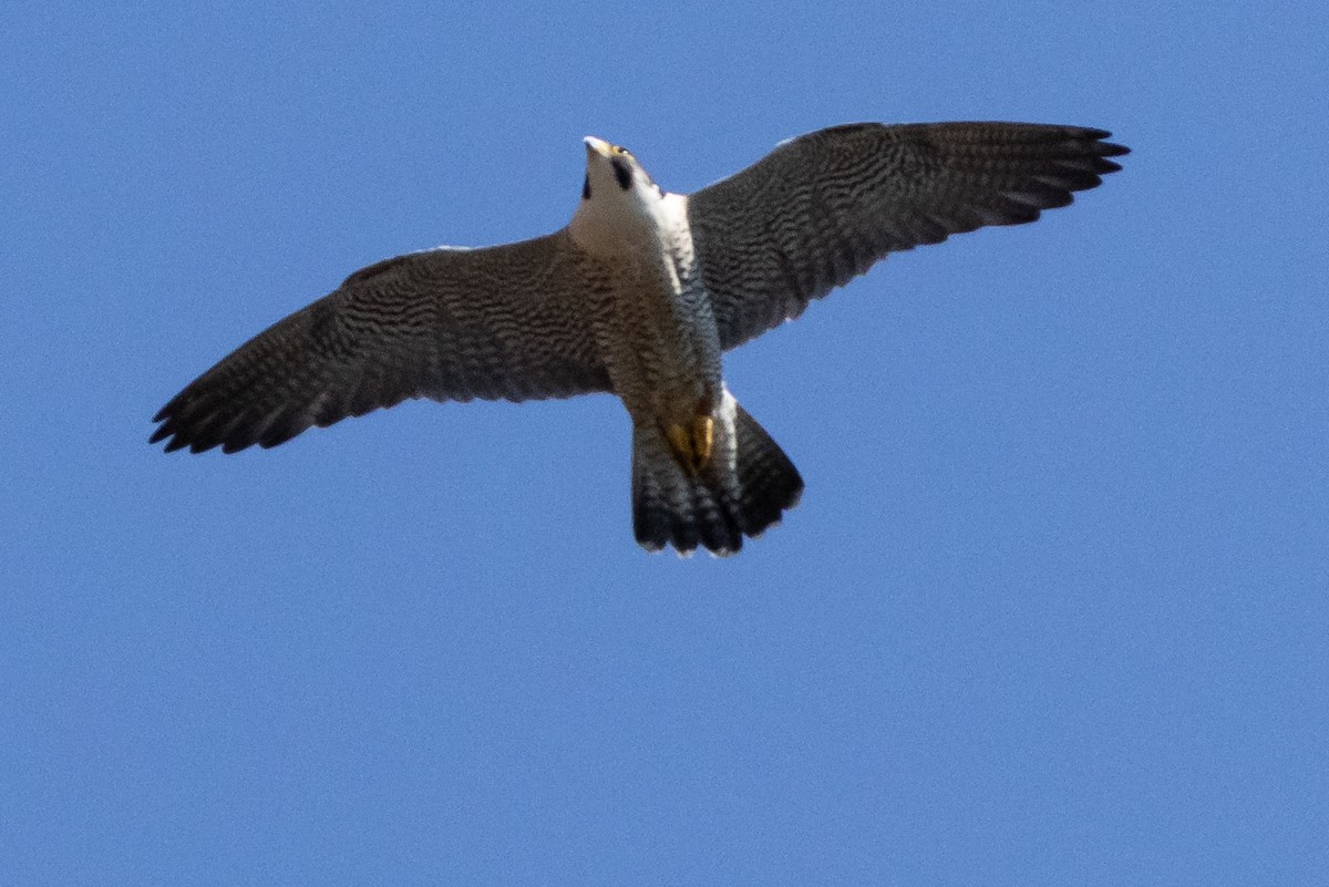 Peregrine Falcon - ML620276453