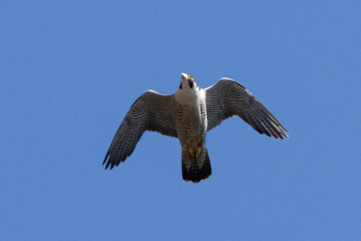 Peregrine Falcon - ML620276454