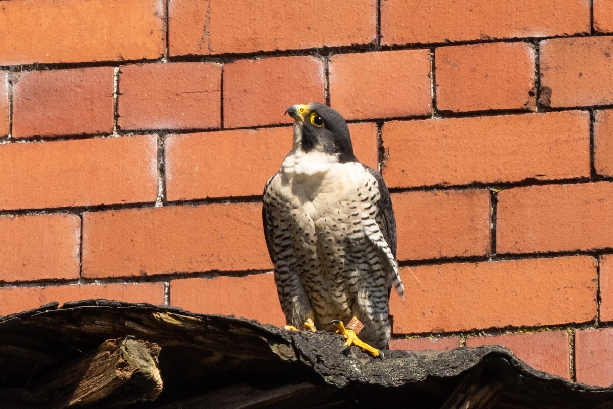 Peregrine Falcon - ML620276455