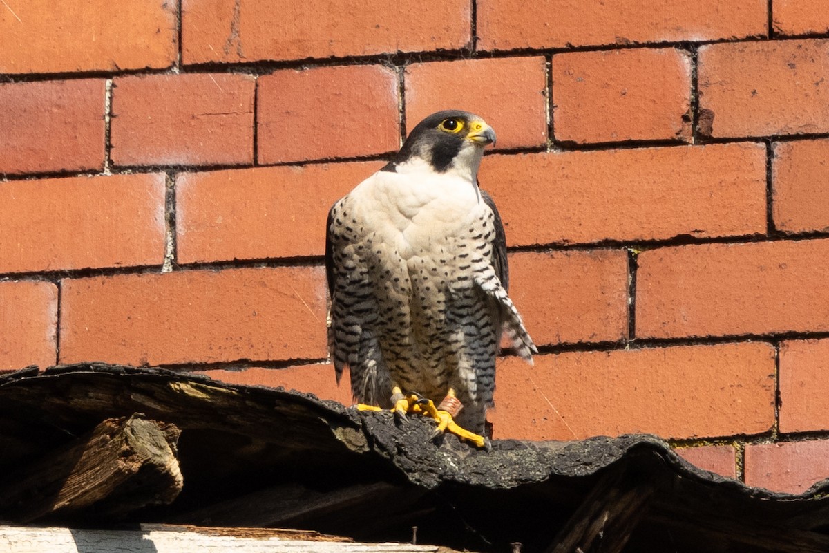 Peregrine Falcon - ML620276456