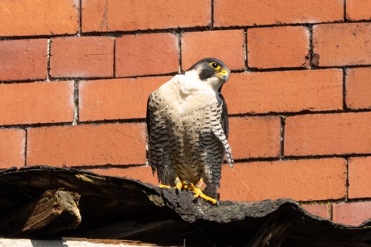 Peregrine Falcon - ML620276457