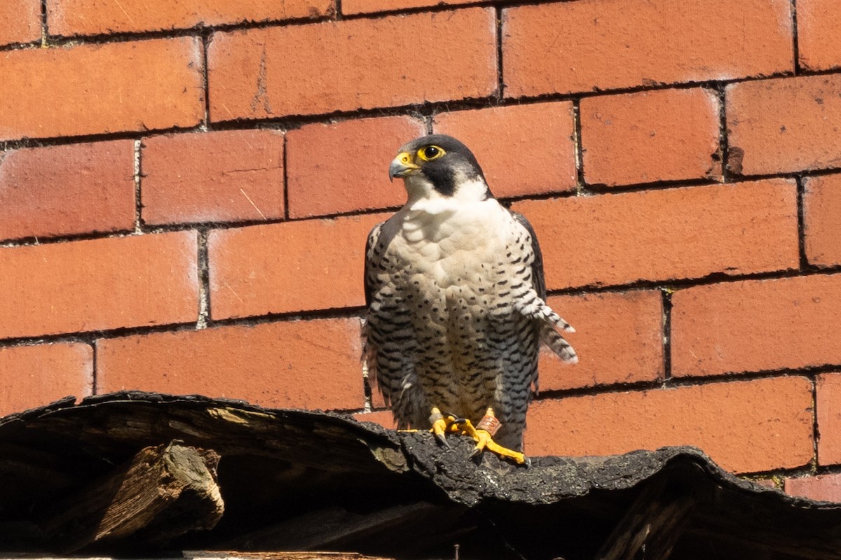 Peregrine Falcon - ML620276458